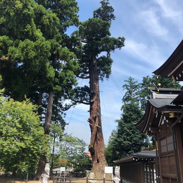 ミルキーさんが投稿した安良川の爺杉に関する口コミの画像