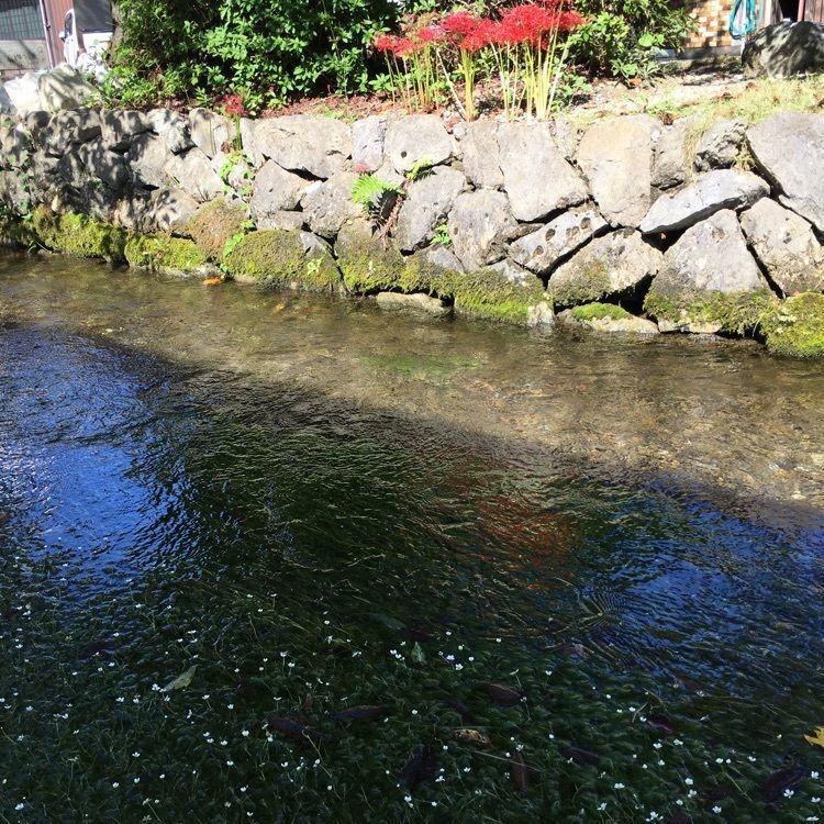 ロビゾーさんが投稿した本陣 樋口山（ほんじん ひぐちやま）に関する口コミの画像