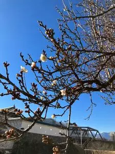 甲州夢小路