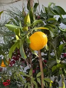 鍋島藩窯橋 2枚目