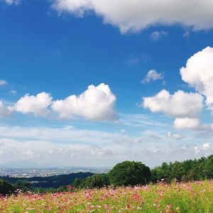 東山ふれあい農業公園　花と緑の広場