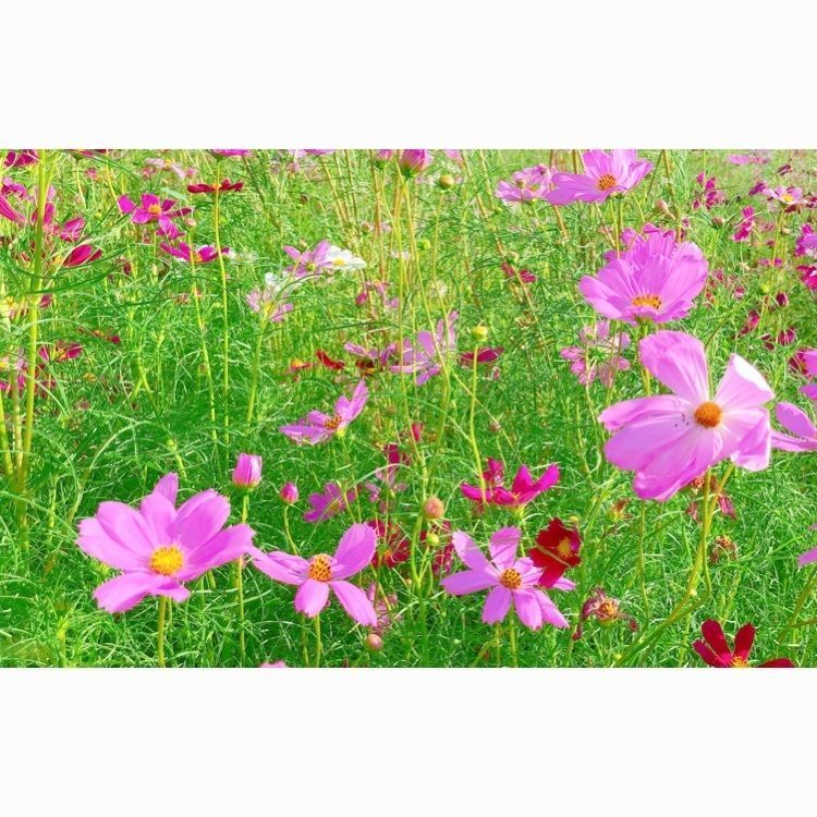 formal_location_ccafさんが投稿した東山ふれあい農業公園　花と緑の広場に関する口コミの画像
