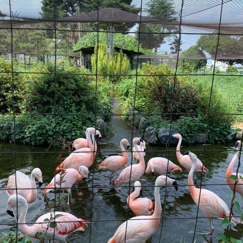 HY816さんが投稿した日立市かみね動物園に関する口コミの画像