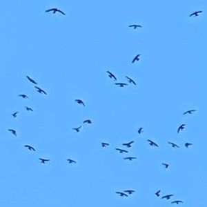 城ヶ崎つり橋（門脇灯台） 7枚目