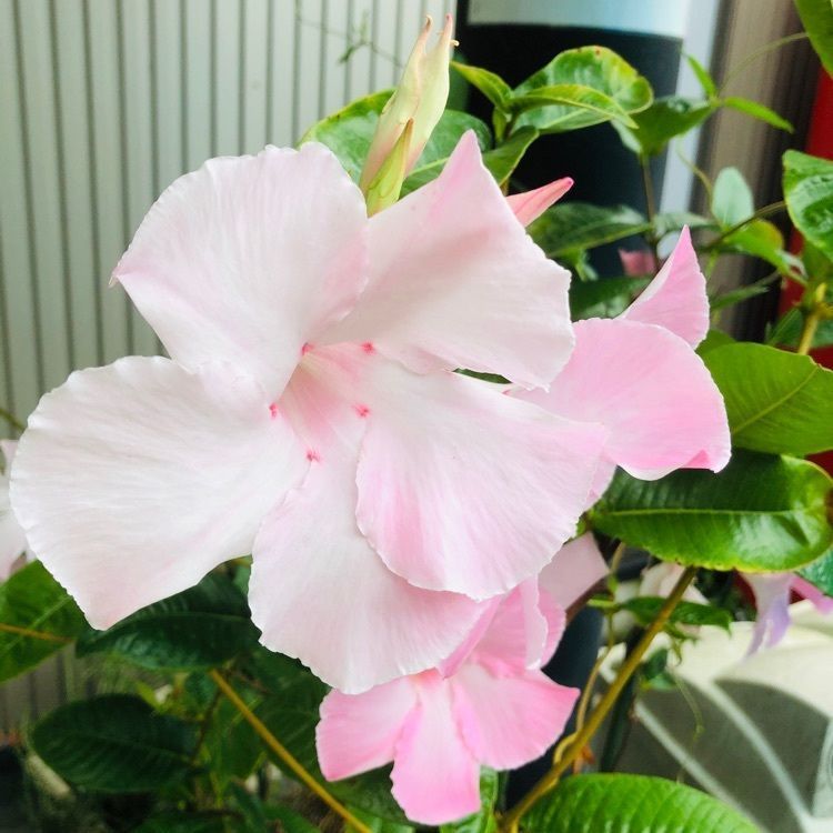 サトツルさんが投稿した矢板温泉まことの湯に関する口コミの画像