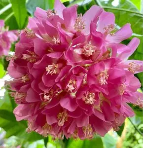 とちぎ花センター