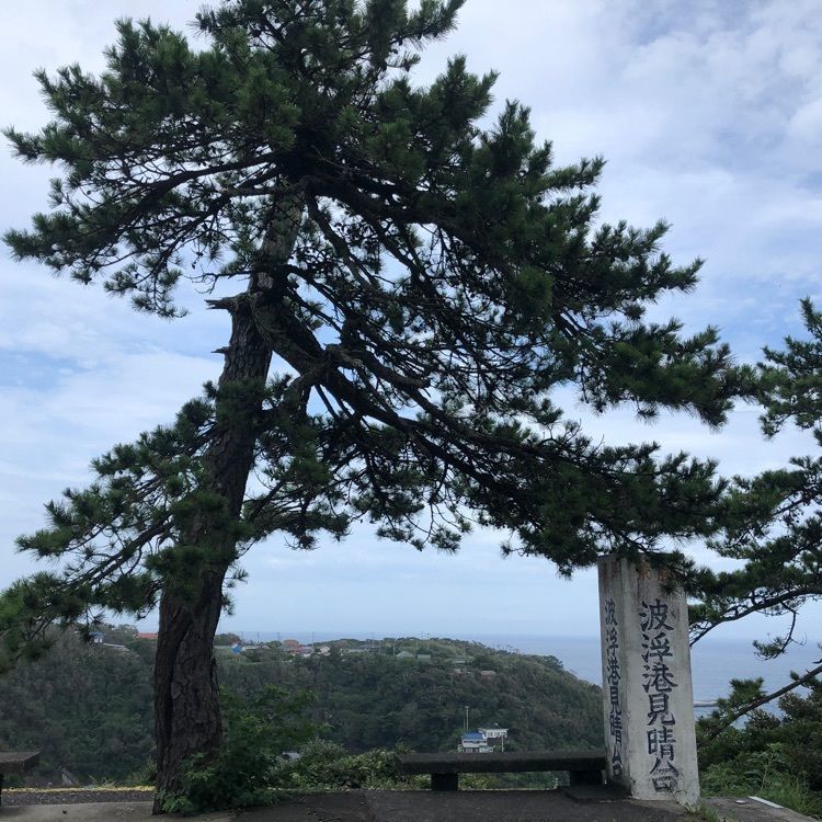 あんこさんが投稿した伊豆大島の椿に関する口コミの画像