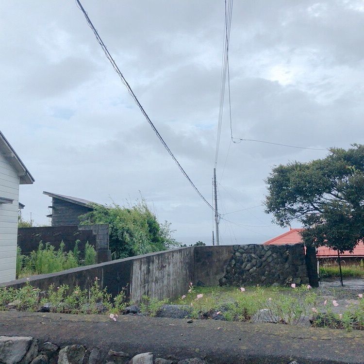 あんこさんが投稿した伊豆大島の椿に関する口コミの画像