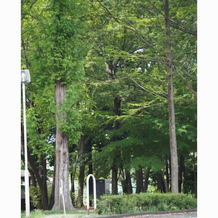 Shoさんが投稿した上野沼やすらぎの里に関する口コミの画像
