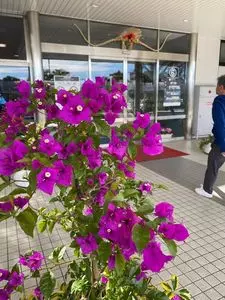 宮崎ブーゲンビリア空港