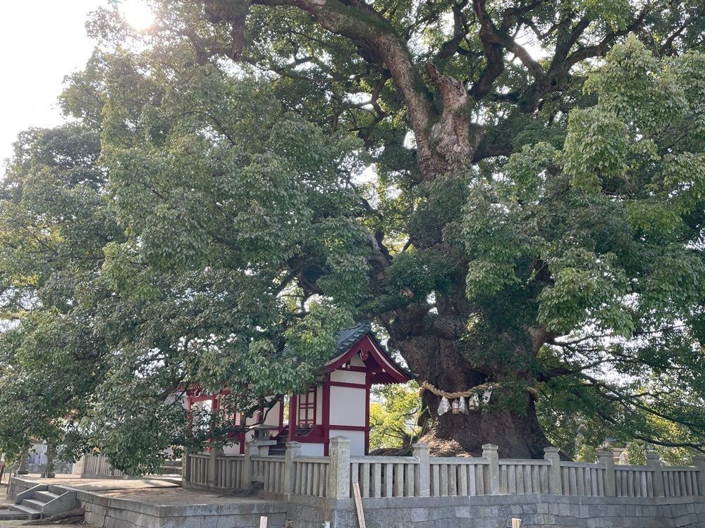 みーなさんが投稿した善通寺境内の大楠に関する口コミの画像