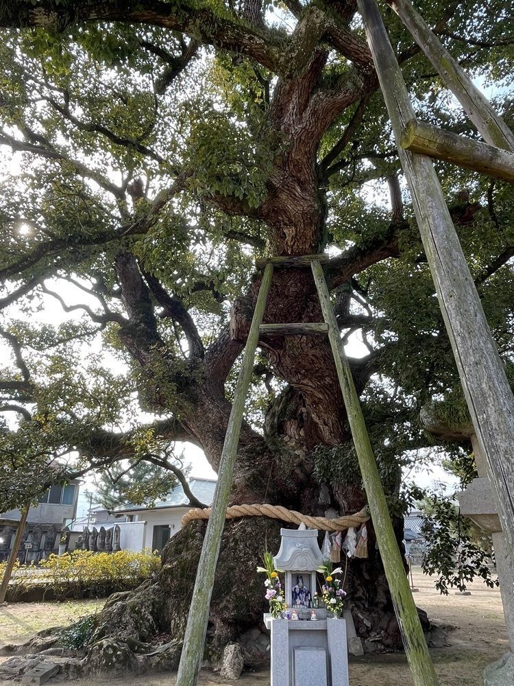 みーなさんが投稿した善通寺境内の大楠に関する口コミの画像
