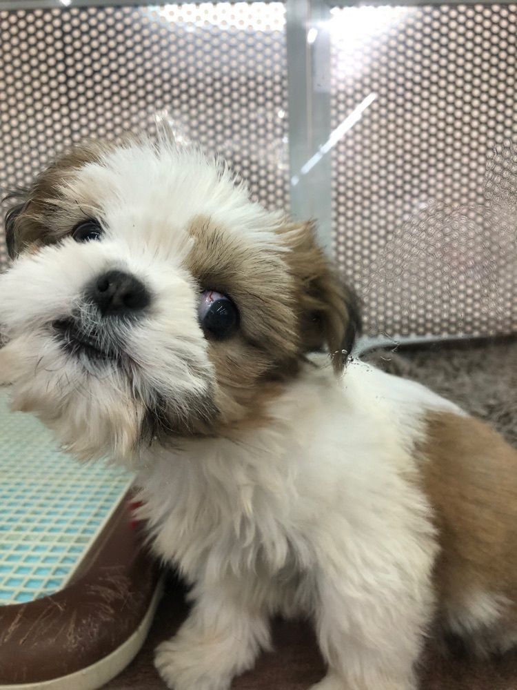 からっ風②さんが投稿したセキチュー 熊谷小島店に関する口コミの画像