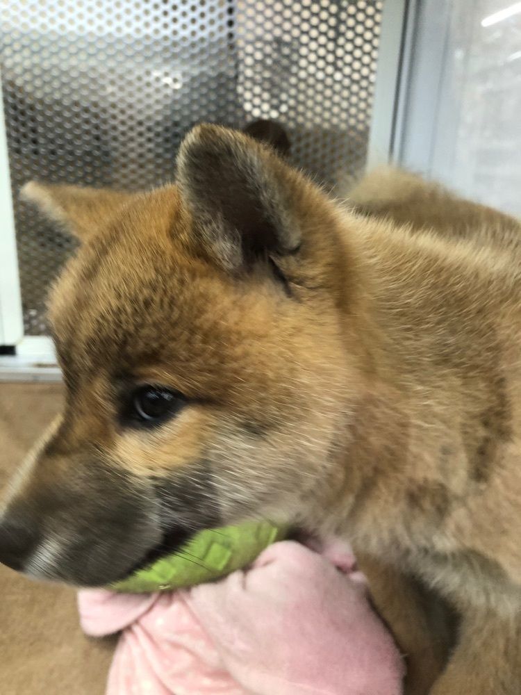 からっ風②さんが投稿したセキチュー 熊谷小島店に関する口コミの画像