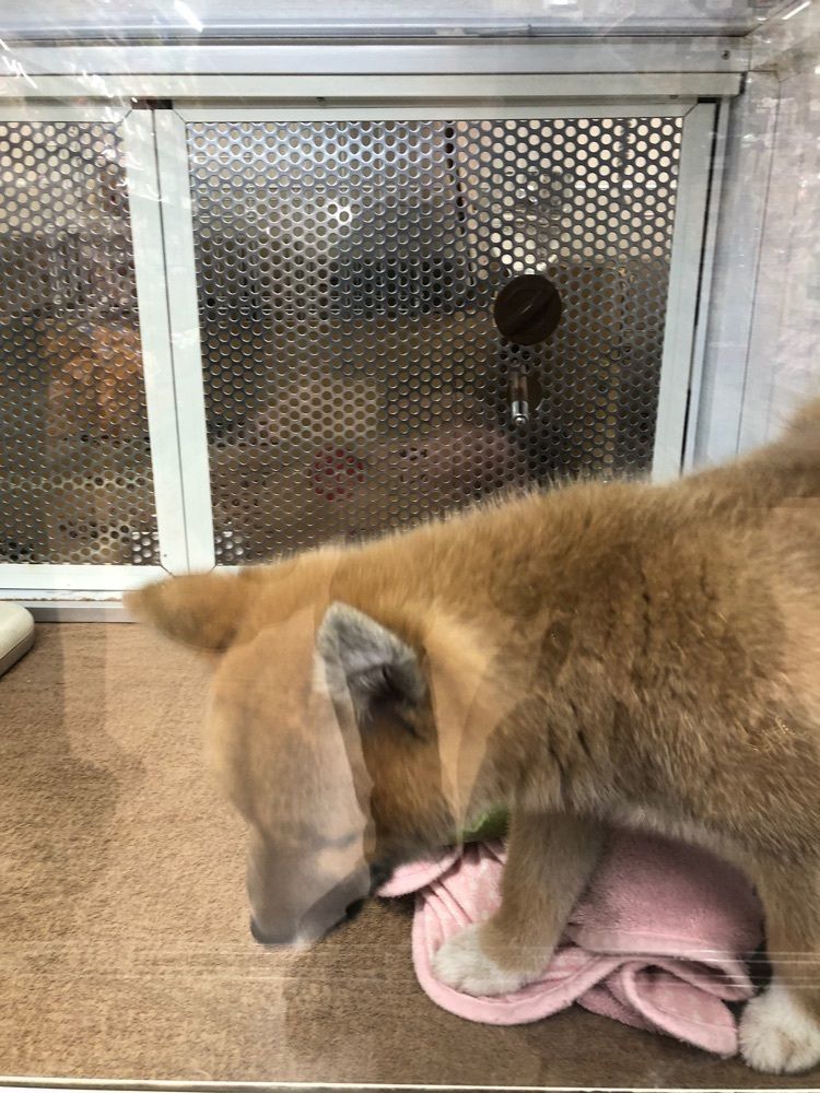 からっ風②さんが投稿したセキチュー 熊谷小島店に関する口コミの画像
