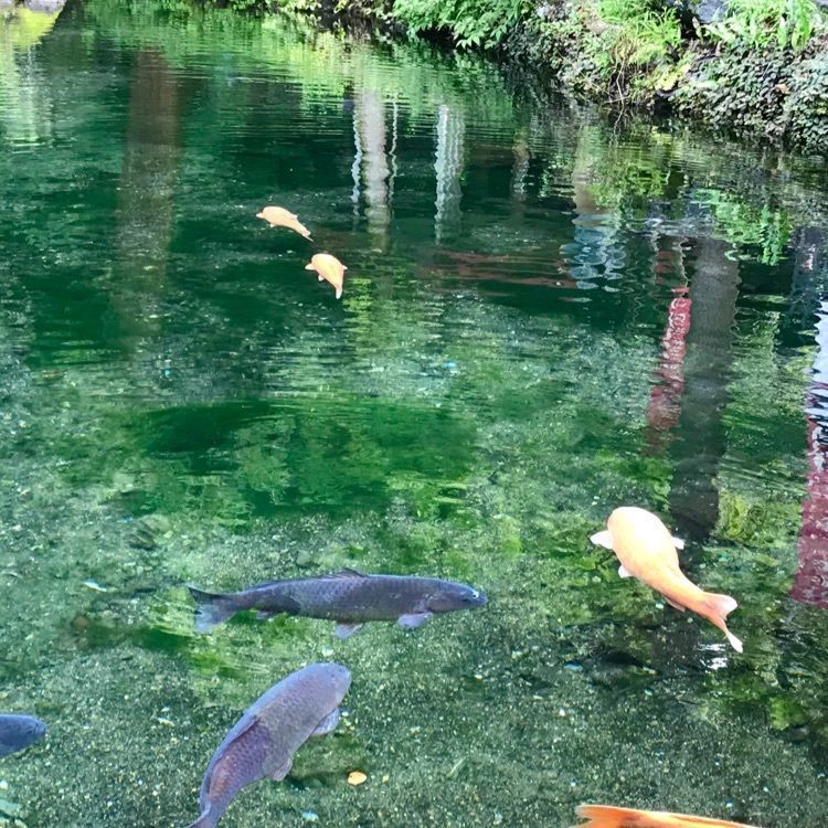 てるさんが投稿した福寿荘売店に関する口コミの画像