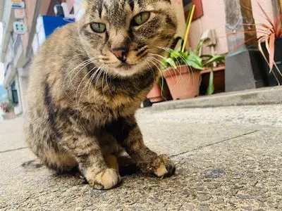嬉野温泉
