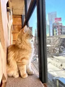 猫カフェMOCHA 池袋西口店