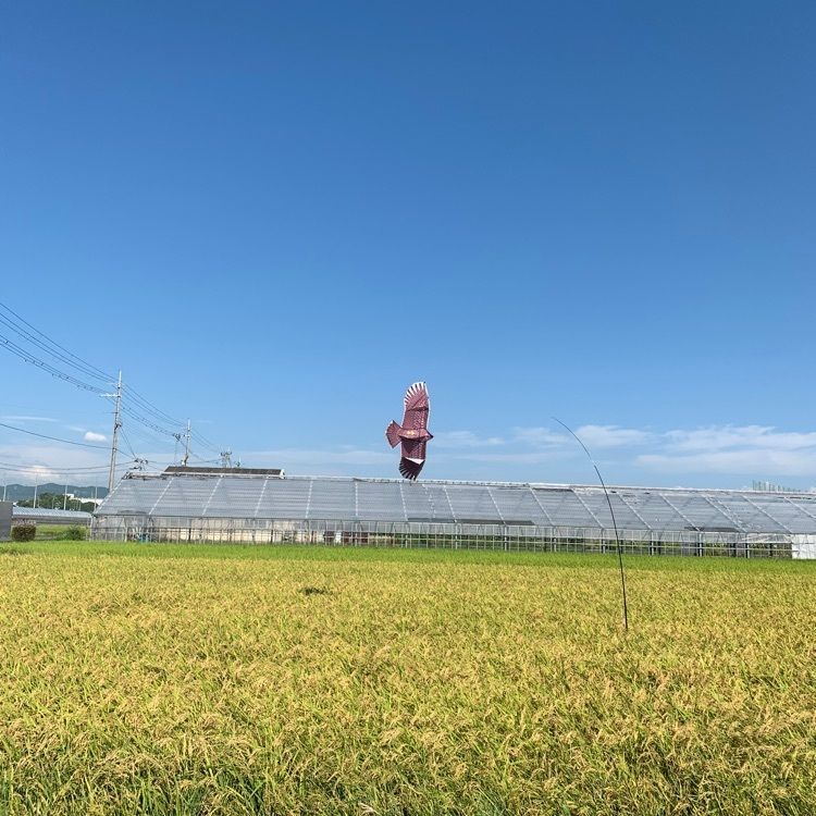 blossom&C7の画像