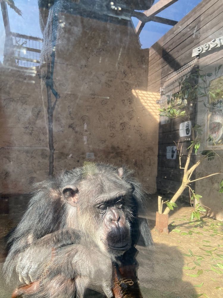 kinjiu_aさんが投稿したディッピンドッツ 伊豆アニマルキングダムに関する口コミの画像