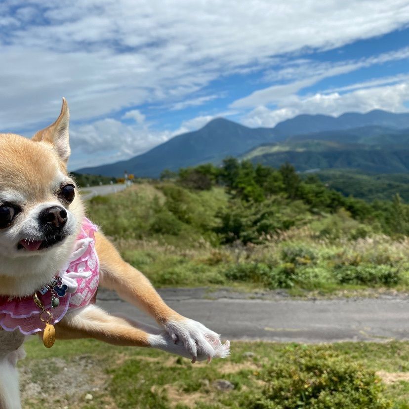 ぱんまひさんが投稿した霧ヶ峰ビーナスに関する口コミの画像