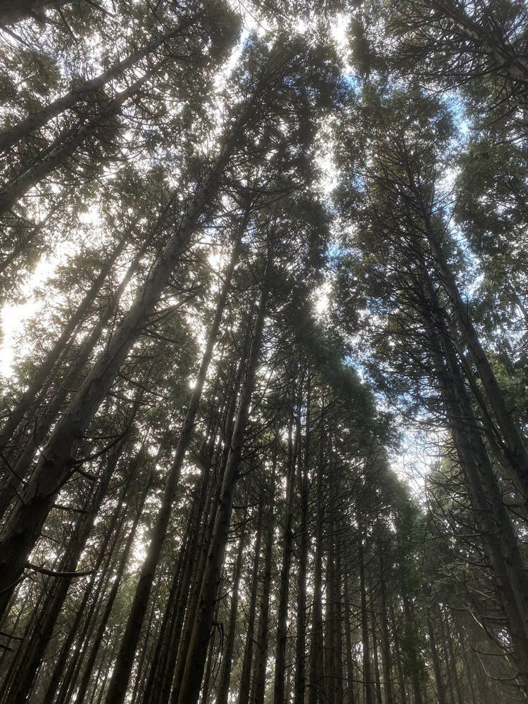 あるふぃすたさんが投稿した鷹ノ巣山（広島県東広島市）に関する口コミの画像