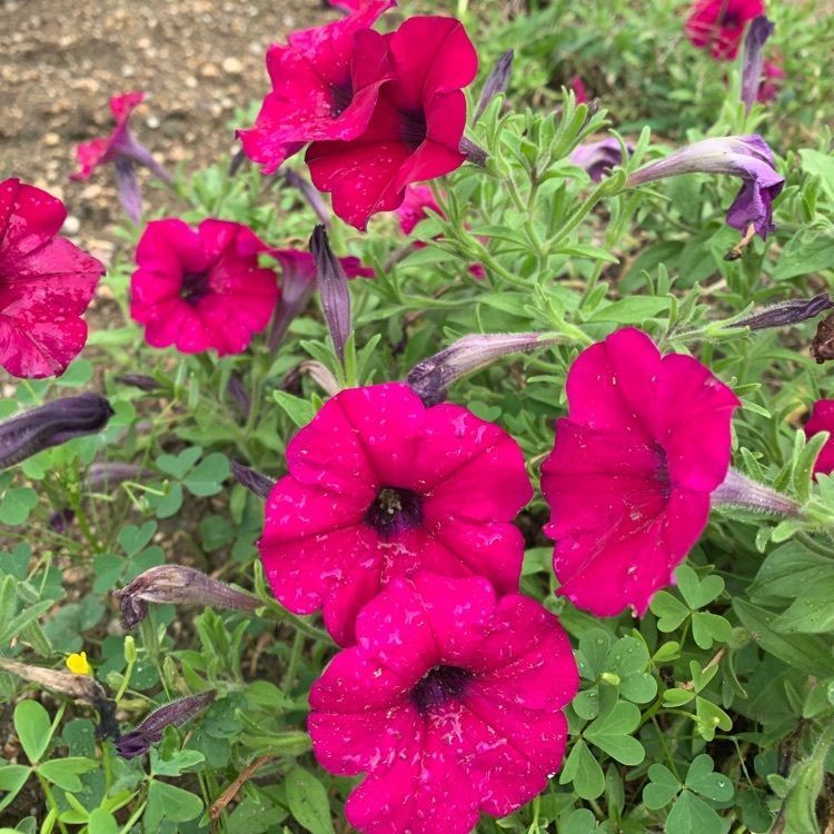 blossom&C7の画像