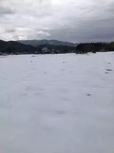 春駒
