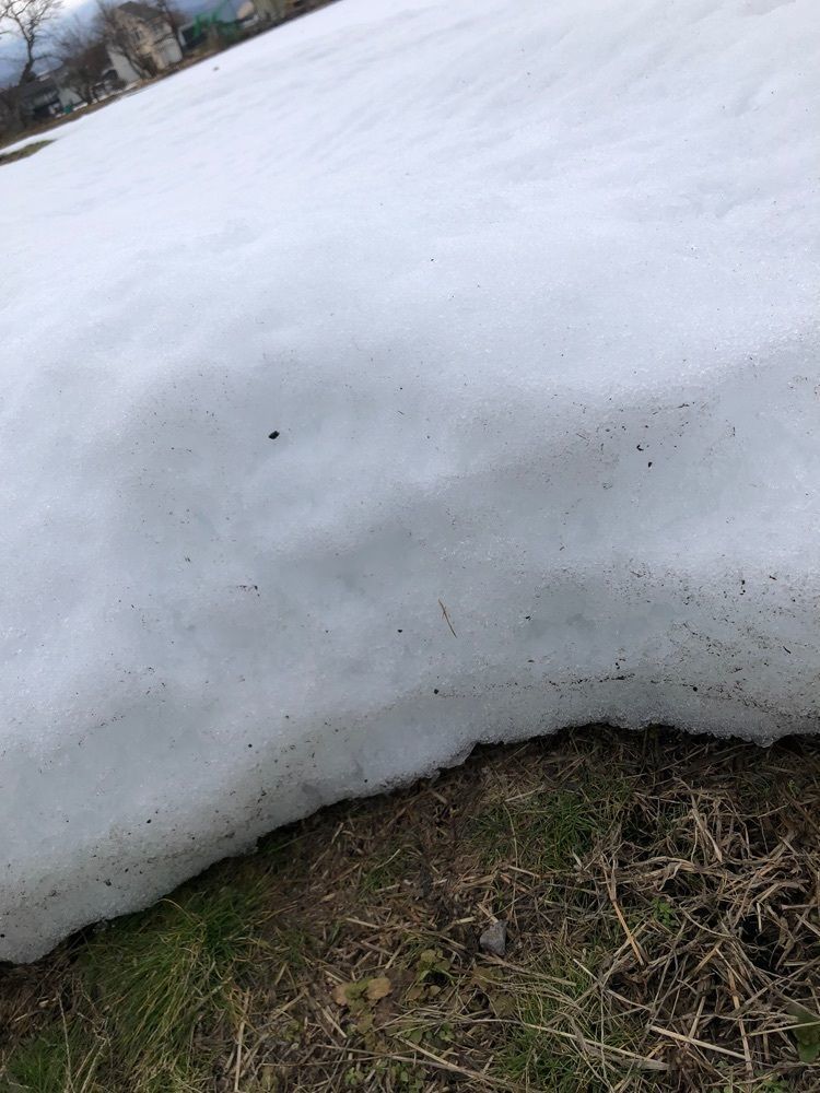 からっ風②さんが投稿した春駒に関する口コミの画像