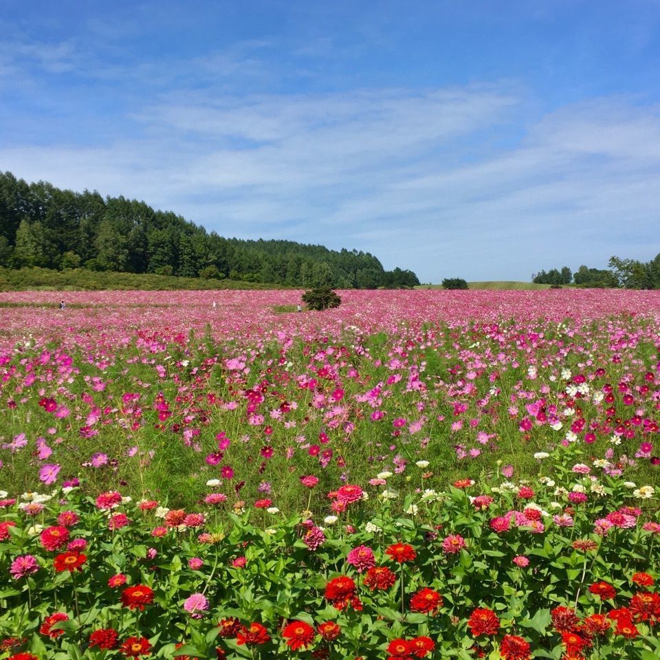 yoshiさんが投稿した太陽の丘えんがる公園「虹のひろば」に関する口コミの画像