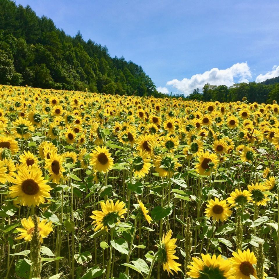 yoshiさんが投稿した太陽の丘えんがる公園「虹のひろば」に関する口コミの画像