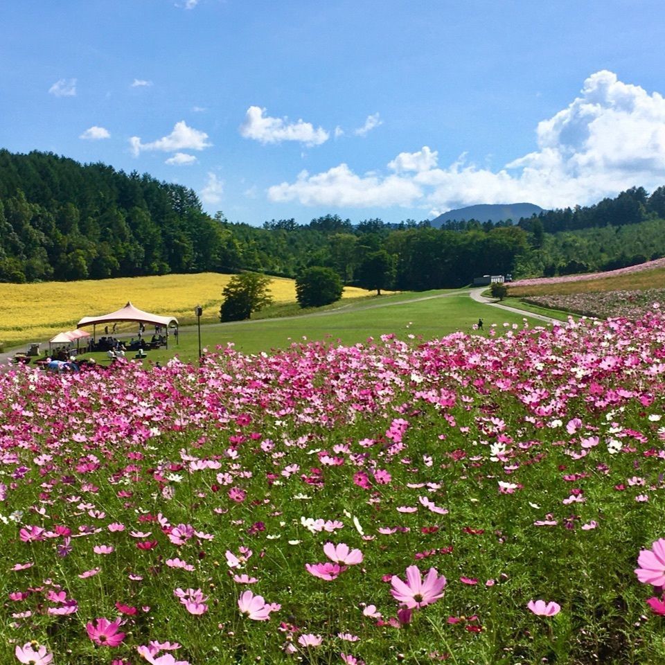 yoshiさんが投稿した太陽の丘えんがる公園「虹のひろば」に関する口コミの画像