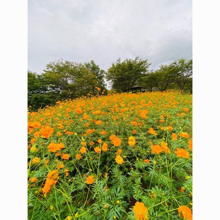 Musashiさんが投稿した松山御本丸公園に関する口コミの画像