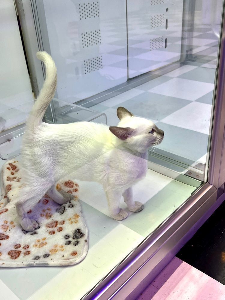 ビンカさんが投稿した猫喫茶 空陸家 小田原店（Cat cafe COORIKUYA）に関する口コミの画像