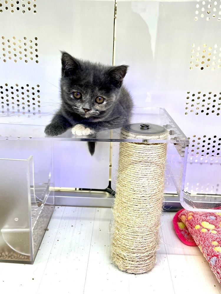 ビンカさんが投稿した猫喫茶 空陸家 小田原店（Cat cafe COORIKUYA）に関する口コミの画像