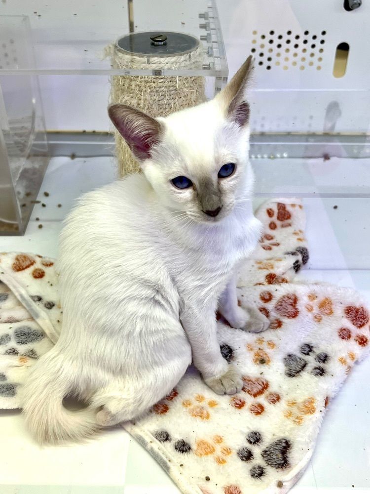 ビンカさんが投稿した猫喫茶 空陸家 小田原店（Cat cafe COORIKUYA）に関する口コミの画像