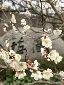 熱海梅園の梅