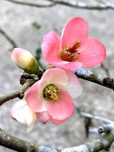 熱海梅園の梅 3枚目