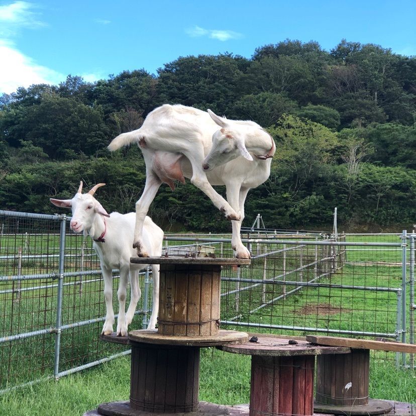 よぴらさんが投稿したデンマーク牧場に関する口コミの画像