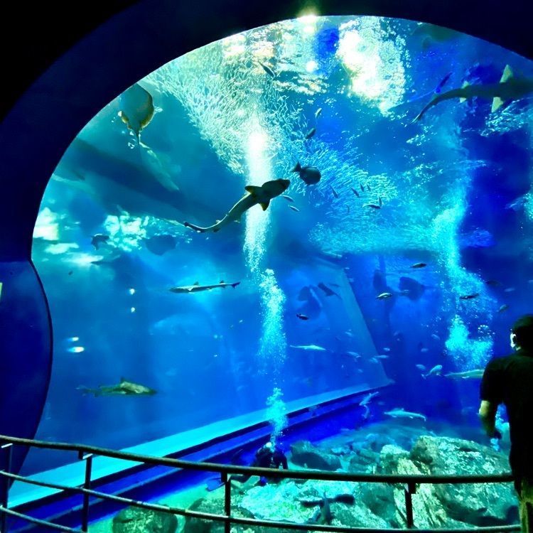 Satoshi.Nさんが投稿したアクアワールド茨城県大洗水族館に関する口コミの画像