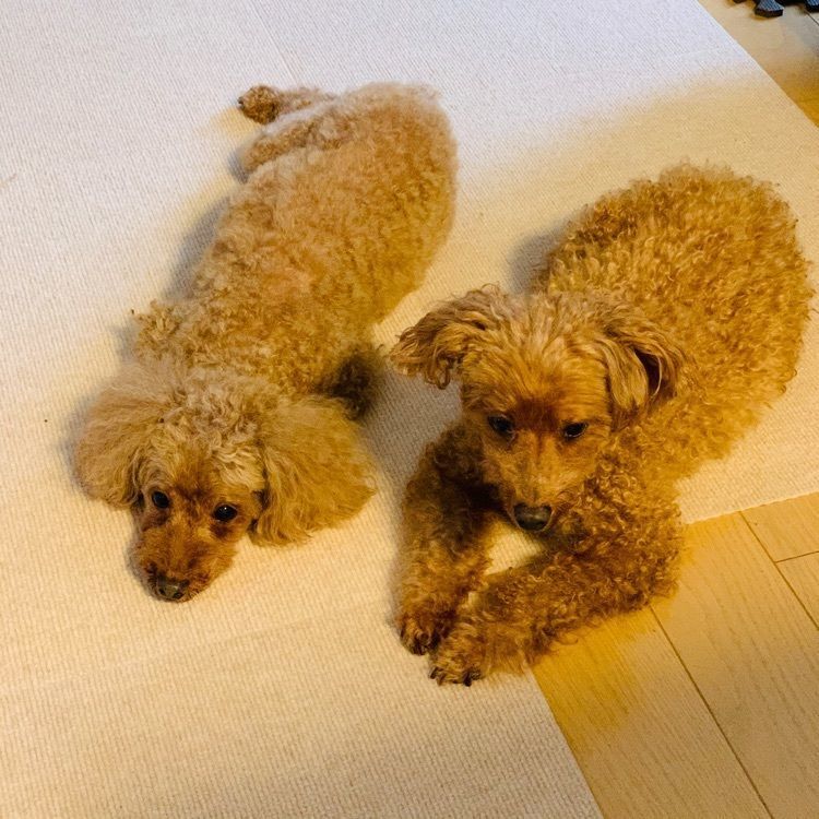 chou chou tabiさんが投稿した匠 宇治彩菜に関する口コミの画像