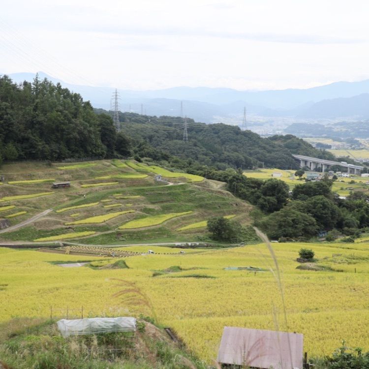 jun1216さんが投稿した稲倉の棚田に関する口コミの画像