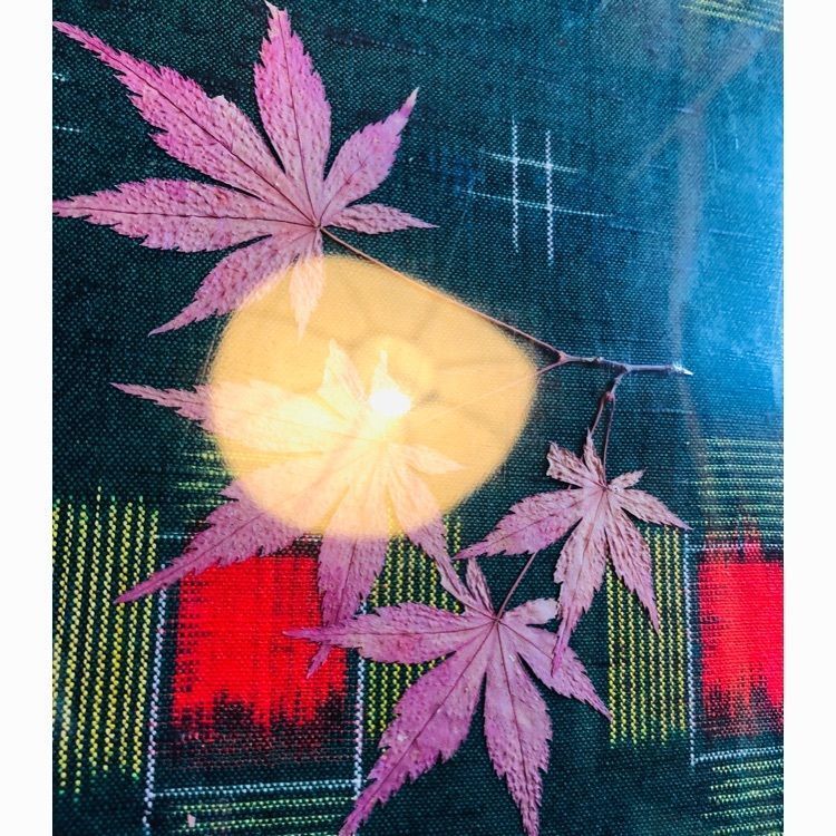 サトツルさんが投稿した楓（カエデ）に関する口コミの画像