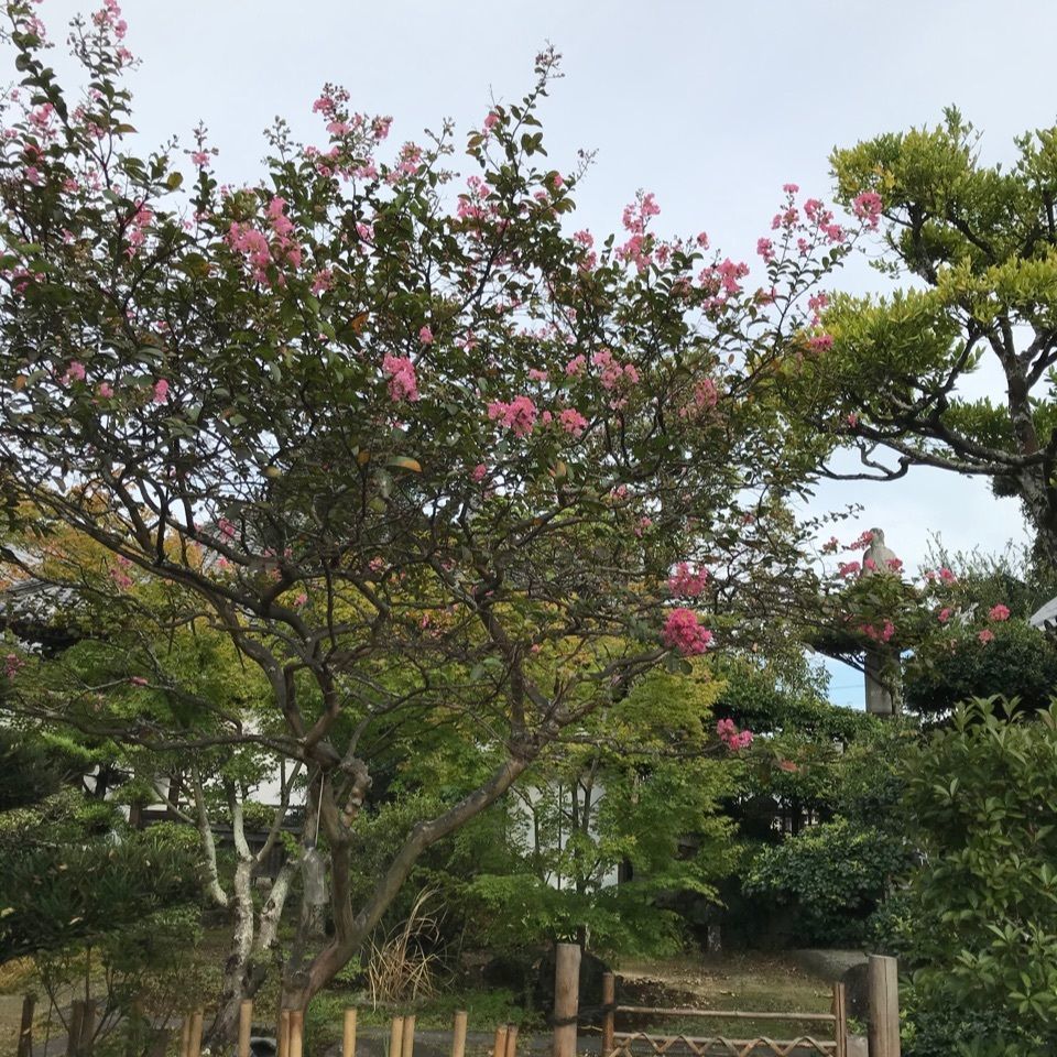 warm_village_b69fさんが投稿した長尾寺に関する口コミの画像