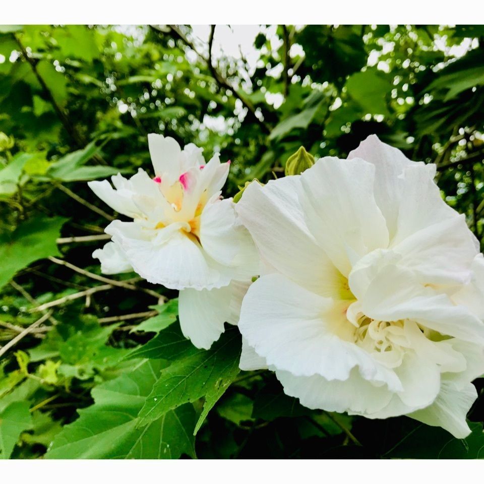 ＫMＴKさんが投稿したクアハウス熊野本宮に関する口コミの画像