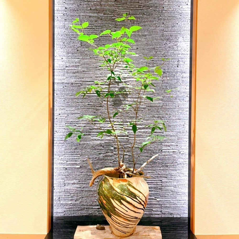 おでかけ探検部さんが投稿したあつた蓬莱軒 松坂屋地下店（あつたほうらいけん）に関する口コミの画像