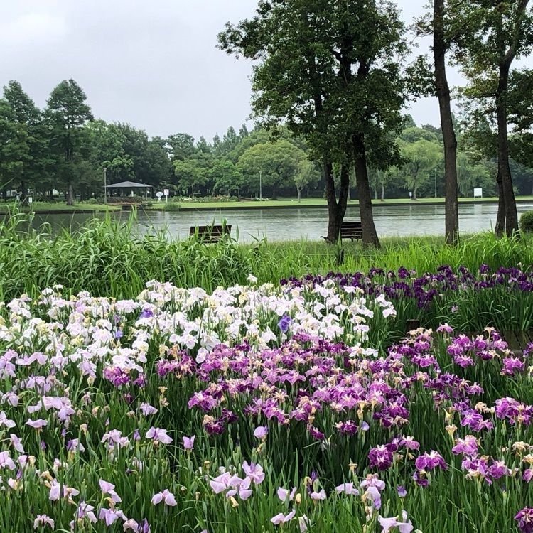 Akemiさんが投稿したメタセコイアの森（水元公園）に関する口コミの画像
