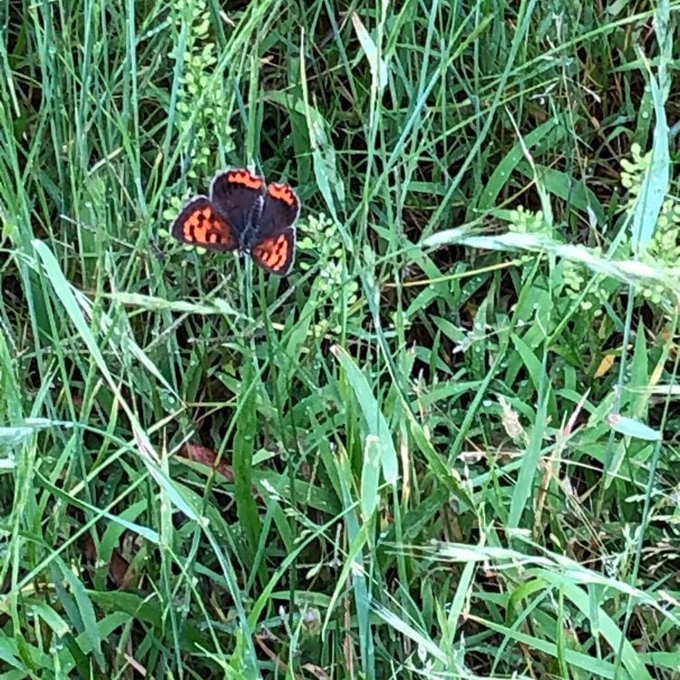 Akemiさんが投稿したメタセコイアの森（水元公園）に関する口コミの画像
