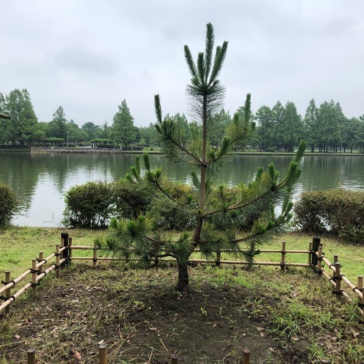 Akemiさんが投稿したメタセコイアの森（水元公園）に関する口コミの画像