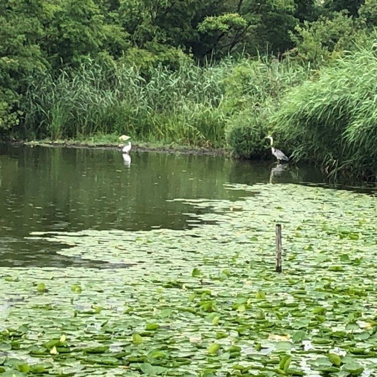 Akemiさんが投稿したメタセコイアの森（水元公園）に関する口コミの画像